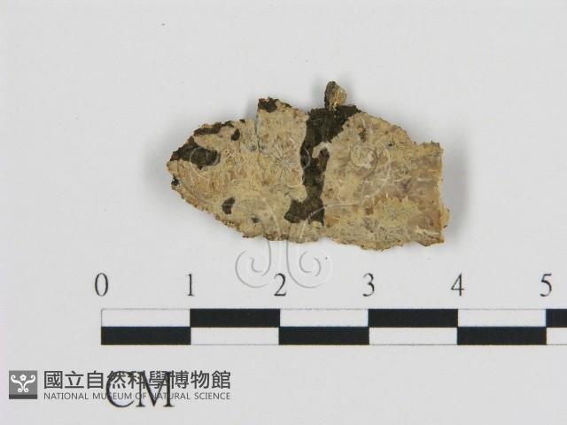 絲皮菌屬藏品圖，第1張