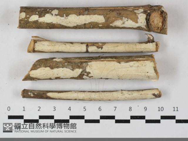 毛木耳藏品圖，第1張