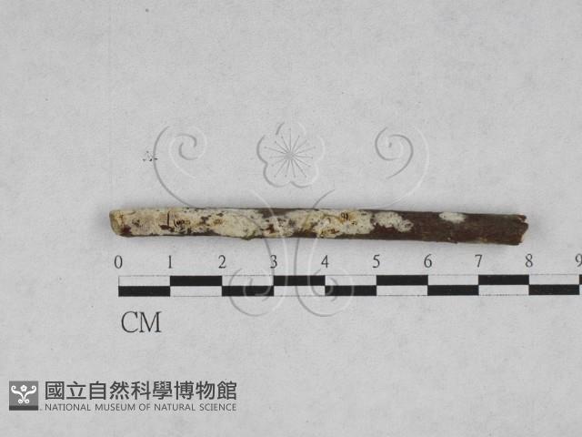 絲齒菌屬藏品圖，第1張