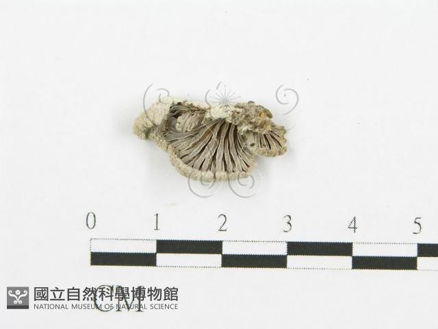 裂褶菌藏品圖，第1張