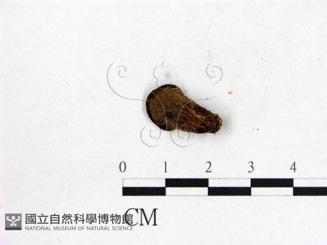 登錄號:F0000168藏品圖，第1張
