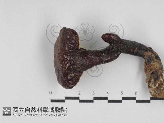 靈芝屬藏品圖，第1張