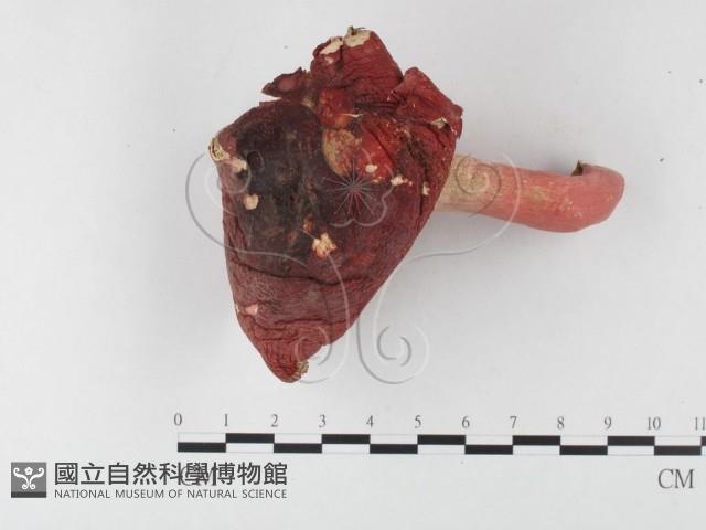 紅菇屬藏品圖，第1張