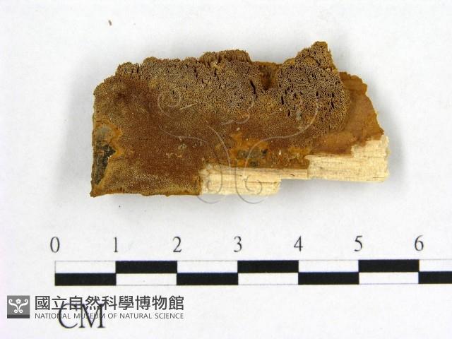 登錄號:F0006168藏品圖，第1張
