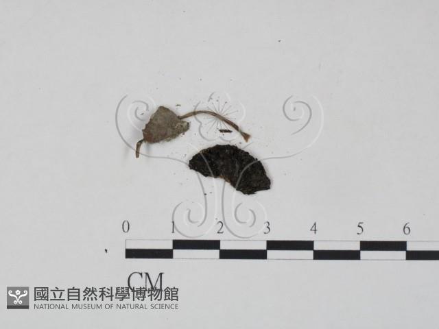 登錄號:F0016168藏品圖，第1張