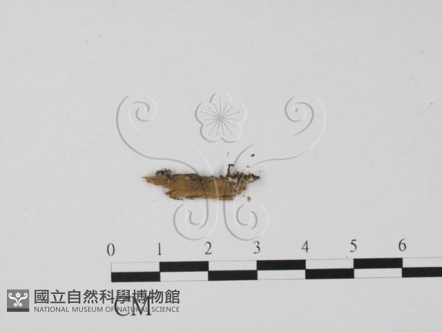登錄號:F0001168藏品圖，第1張