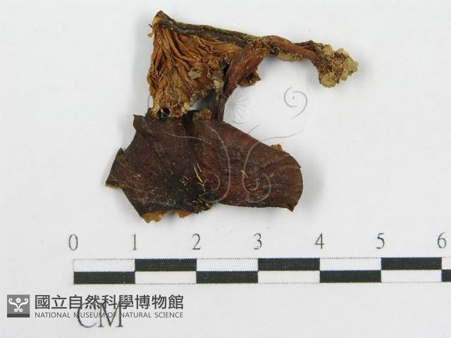 粉褶菌屬藏品圖，第1張
