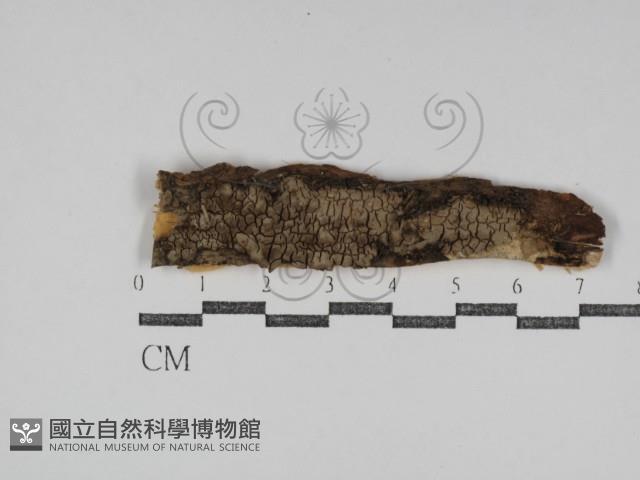 登錄號:F0031168藏品圖，第1張