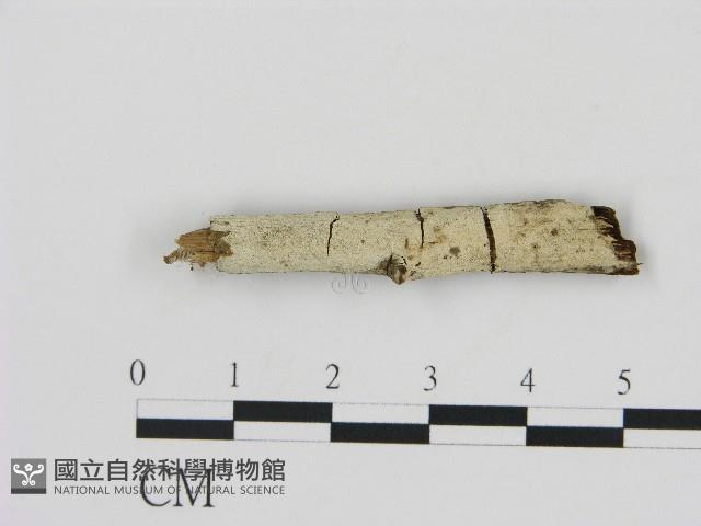 剛毛絲皮菌藏品圖，第1張