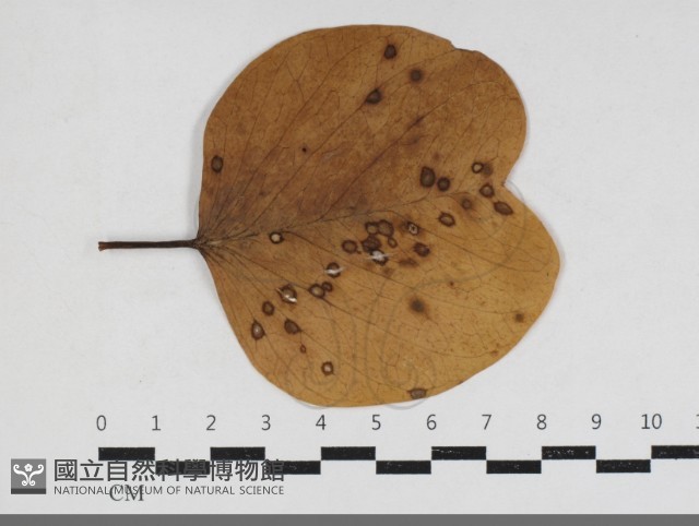 登錄號:F0034168藏品圖，第1張