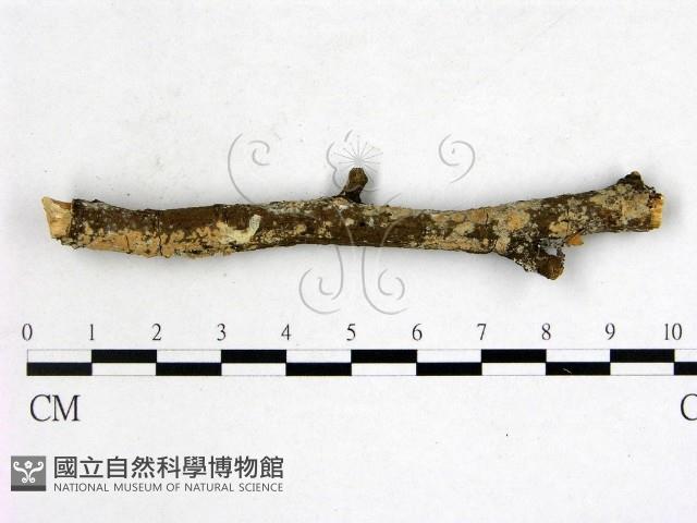 登錄號:F0022168藏品圖，第1張