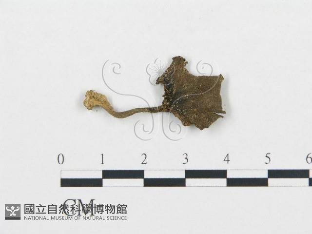 杯傘屬藏品圖，第1張