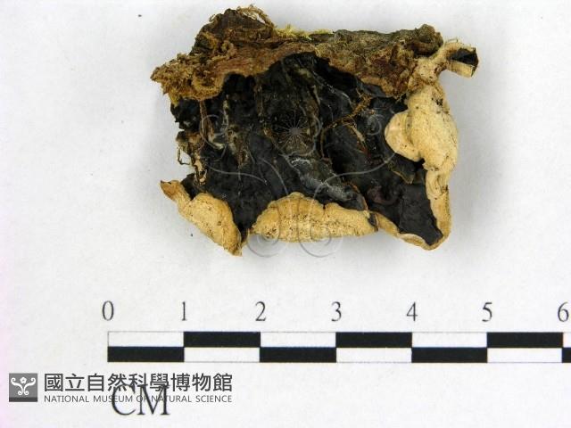 登錄號:F0007168藏品圖，第1張