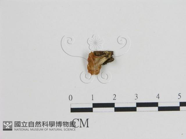 登錄號:F0005168藏品圖，第1張