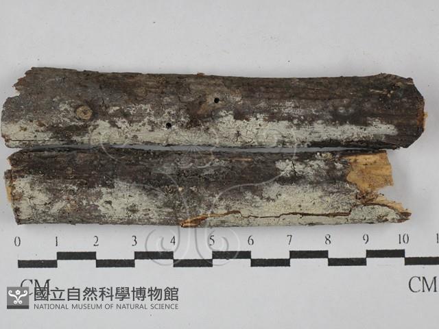 登錄號:F0029168藏品圖，第1張