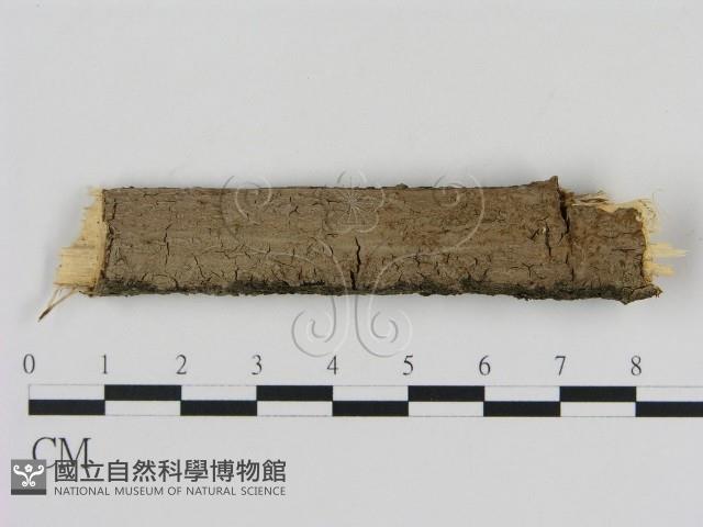 刺革菌屬藏品圖，第1張