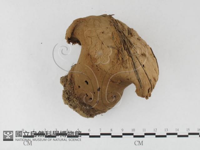 登錄號:F0023168藏品圖，第1張
