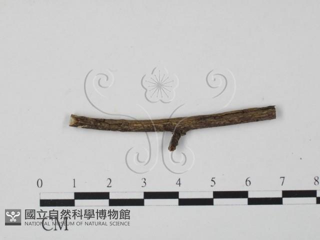 Accession Number:F0003168 Collection Image, Figure 1, Total 3 Figures