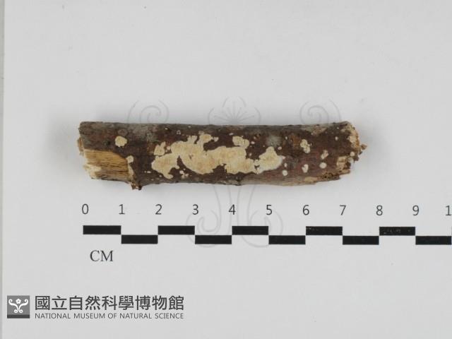 登錄號:F0033168藏品圖，第1張