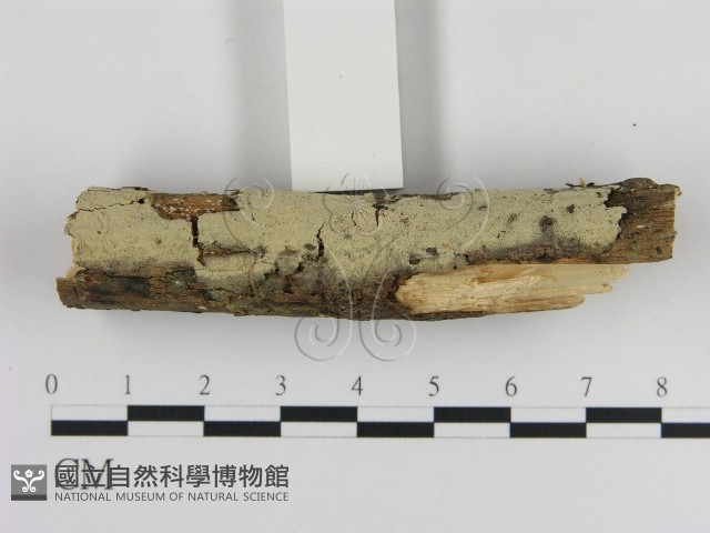 登錄號:F0000068藏品圖，第1張