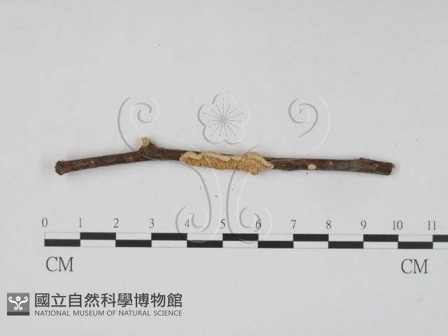 銳孔菌屬藏品圖，第1張