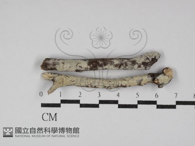 登錄號:F0030068藏品圖，第1張
