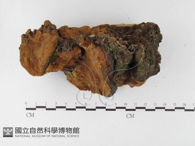 登錄號:F0026068藏品圖，第1張