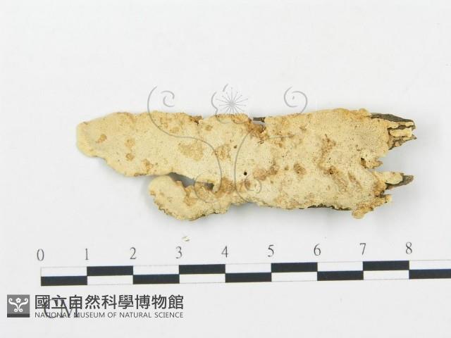 登錄號:F0006068藏品圖，第1張