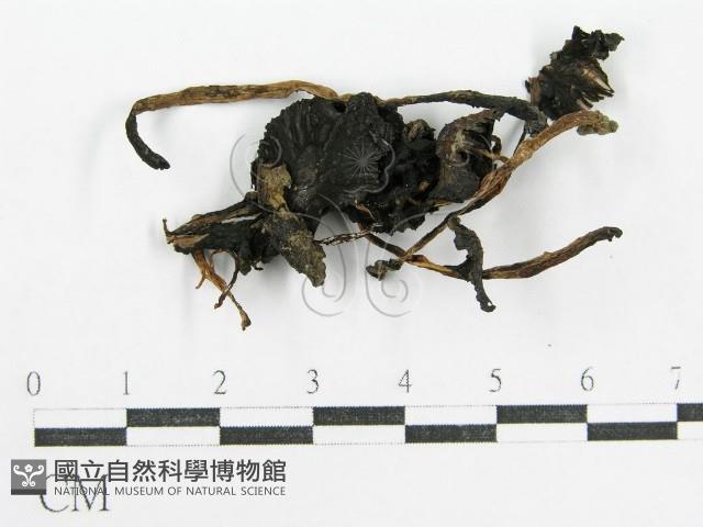 鬼傘屬藏品圖，第1張