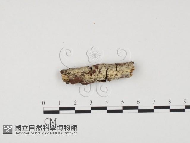 登錄號:F0001068藏品圖，第1張