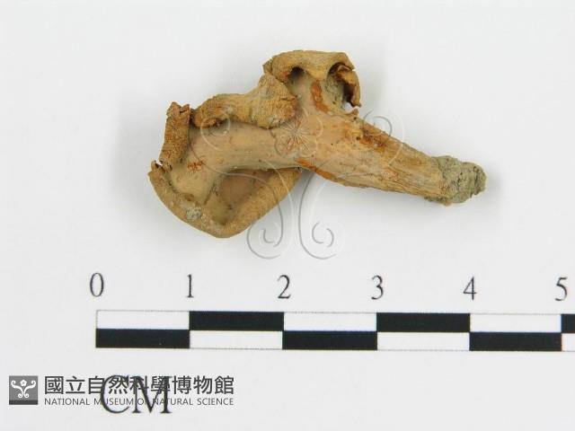 雞油菌屬藏品圖，第1張