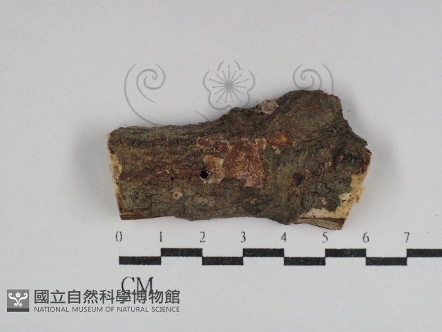 登錄號:F0031068藏品圖，第1張