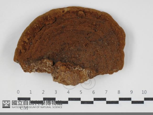 木層孔菌屬藏品圖，第1張