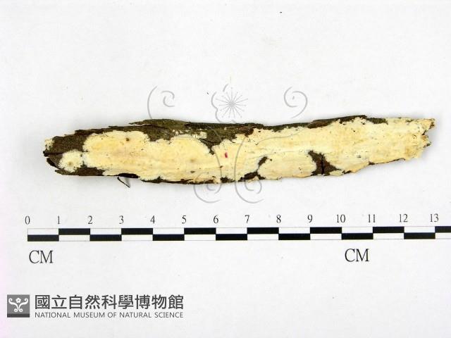 顯絲菌屬藏品圖，第1張