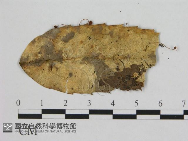 登錄號:F0002068藏品圖，第1張
