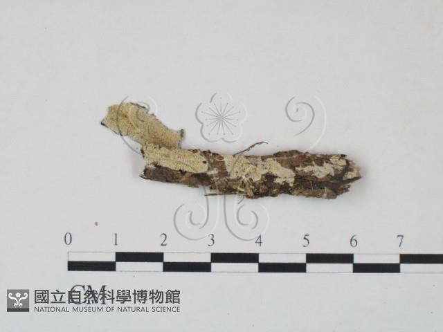 登錄號:F0012068藏品圖，第1張