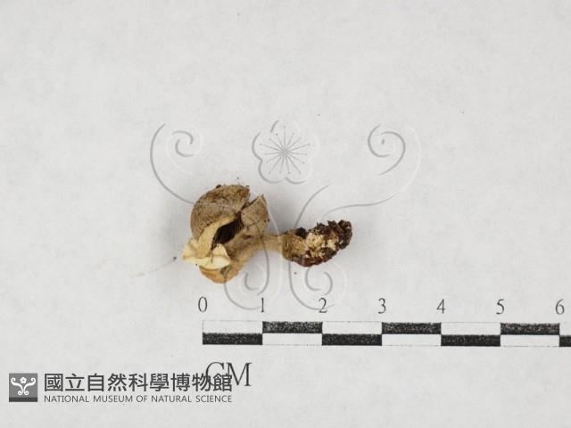 鵝膏屬藏品圖，第1張