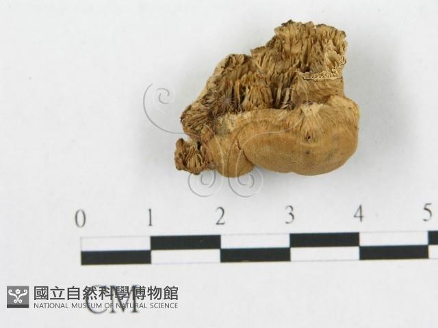 多孔菌屬藏品圖，第1張