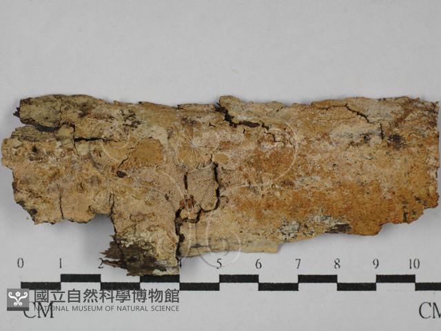 登錄號:F0029068藏品圖，第1張