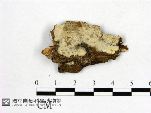 顯絲菌屬藏品圖，第1張