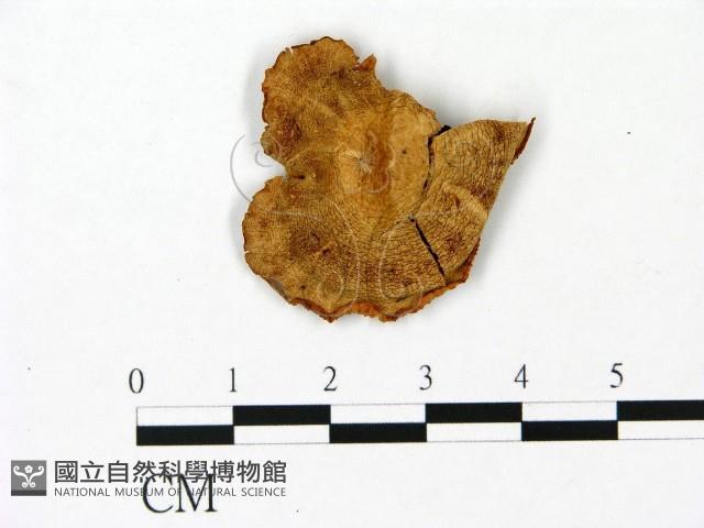 雞油菌屬藏品圖，第1張