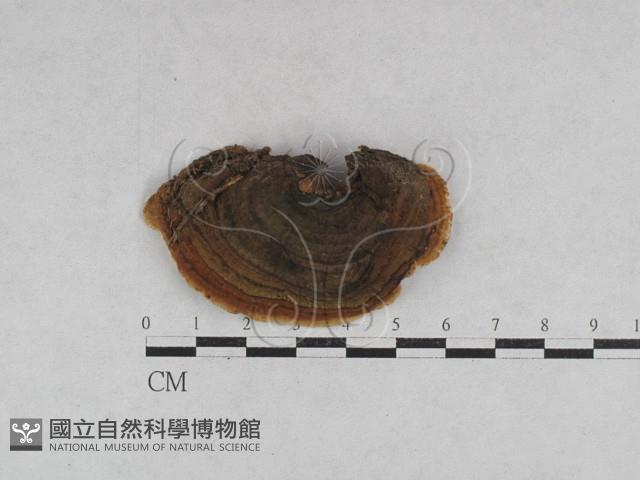 登錄號:F0028368藏品圖，第1張