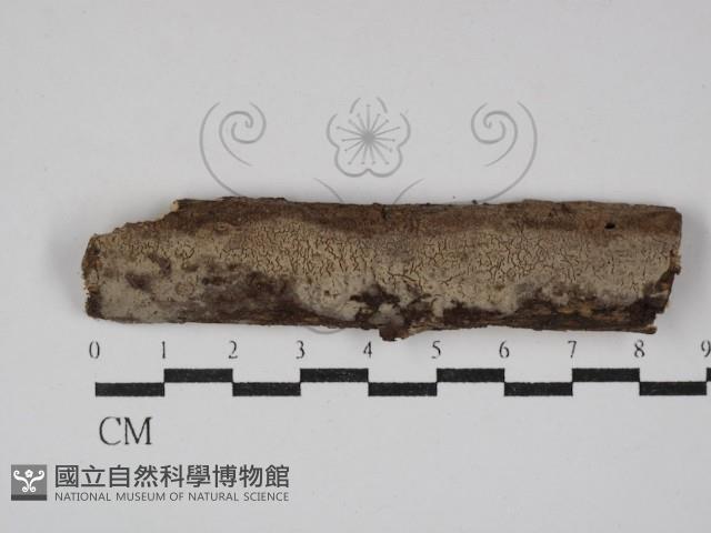 登錄號:F0020368藏品圖，第1張