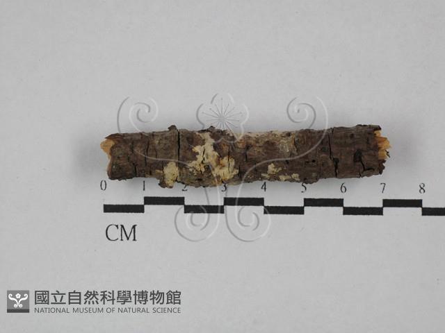 盤革菌屬藏品圖，第1張
