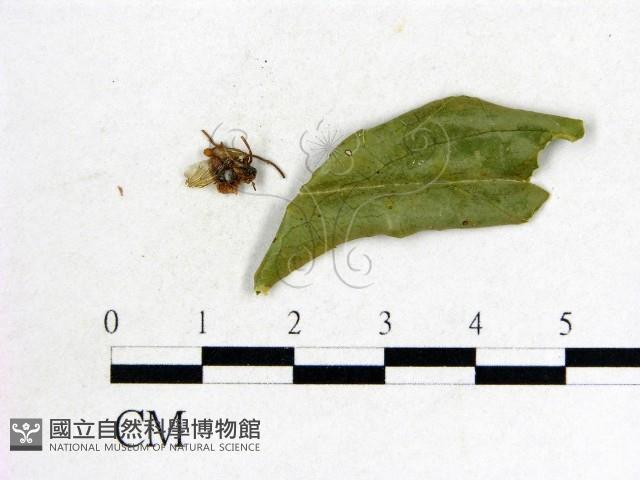 登錄號:F0010368藏品圖，第1張