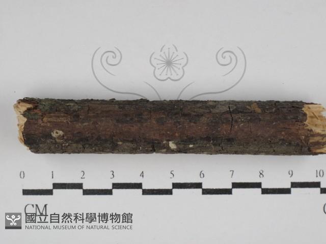 筍殼菌屬藏品圖，第1張