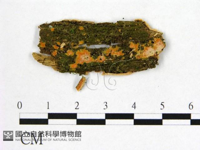 登錄號:F0021368藏品圖，第1張