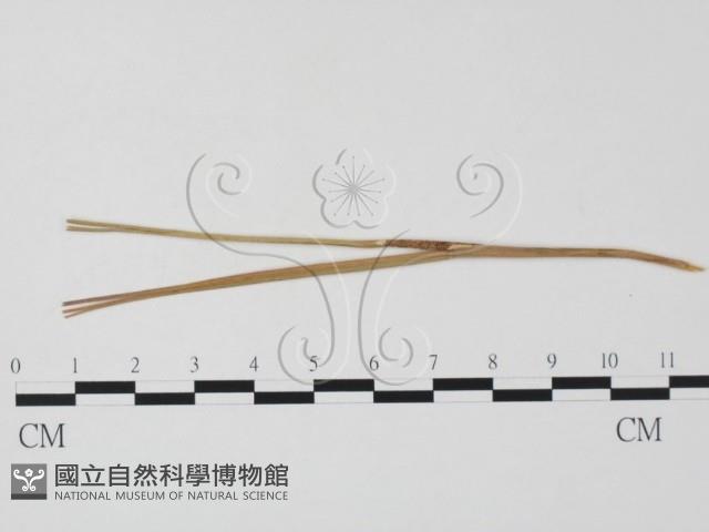 登錄號:F0011368藏品圖，第1張