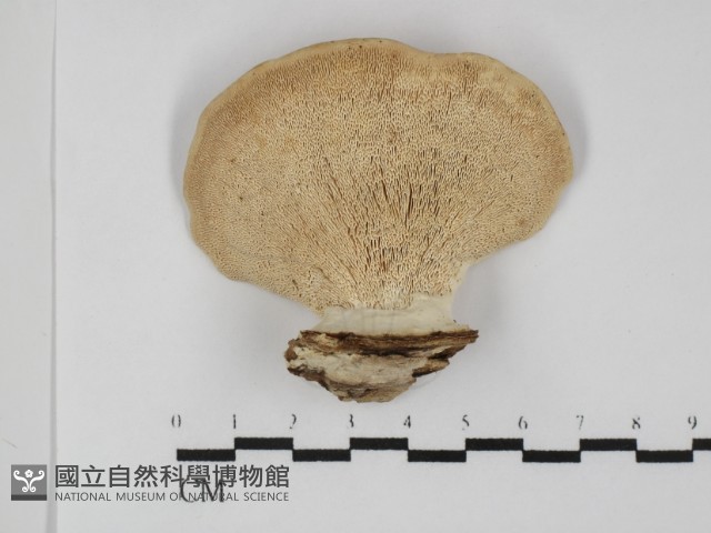 登錄號:F0031368藏品圖，第1張