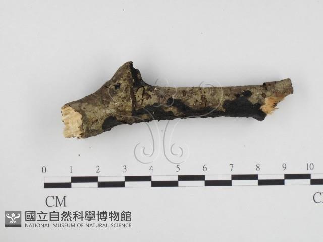 登錄號:F0024368藏品圖，第1張